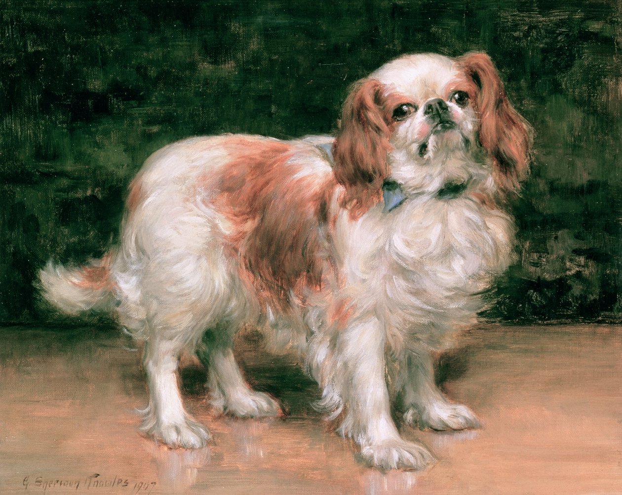 Károly király spániel, 1907 alkotó: George Sheridan Knowles
