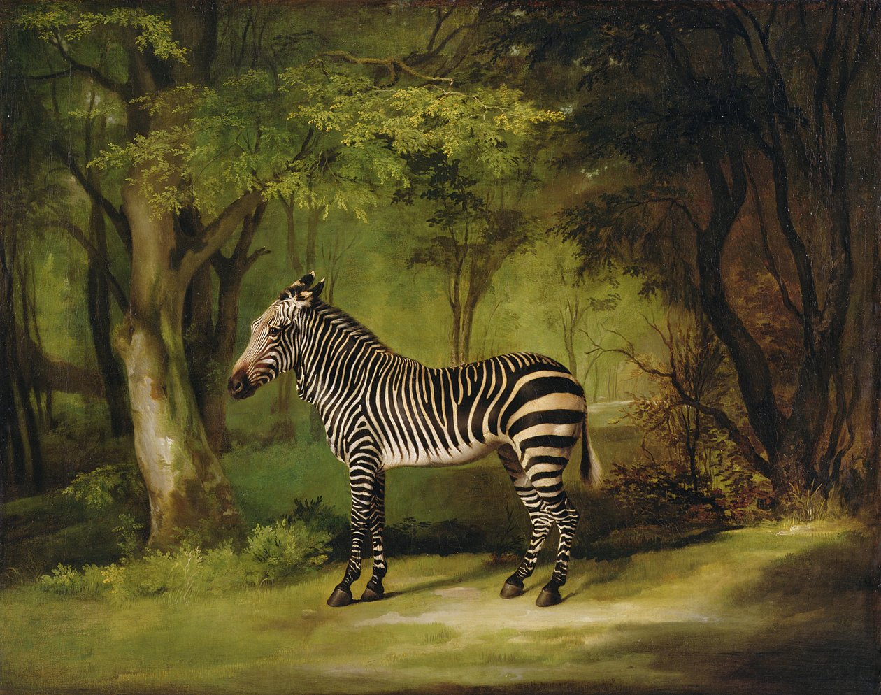 Egy zebra, 1763 alkotó: George Stubbs