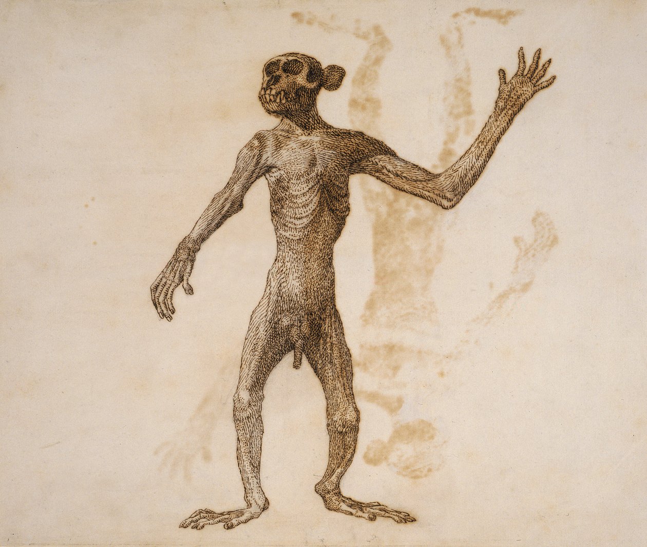 Álló majom, elölnézet (toll és tinta grafit fölött, papíron) alkotó: George Stubbs