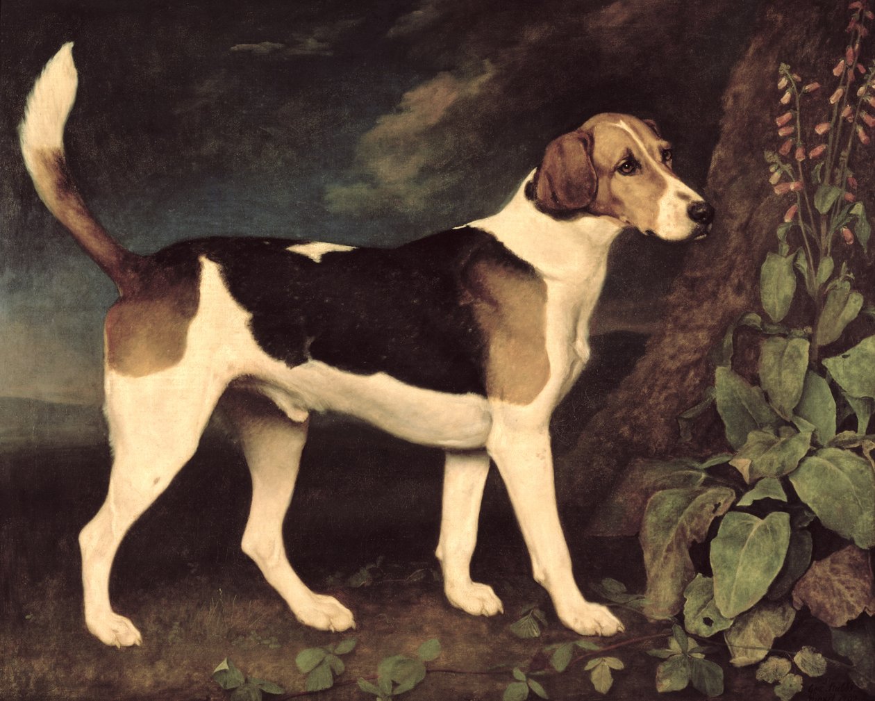 Ringwood, Brocklesby Foxhound, 1792 alkotó: George Stubbs