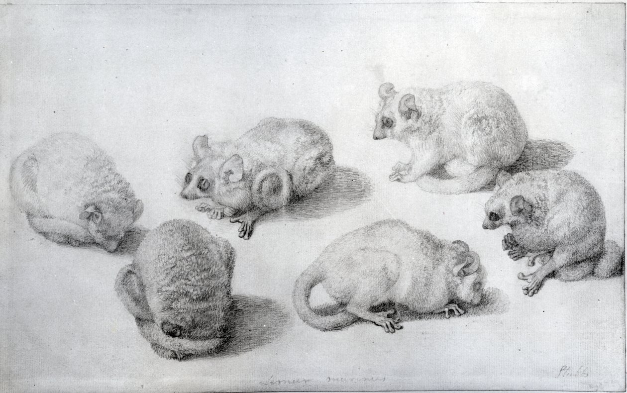 Tanulmányok egy makiról, 1773 (grafit papíron) alkotó: George Stubbs