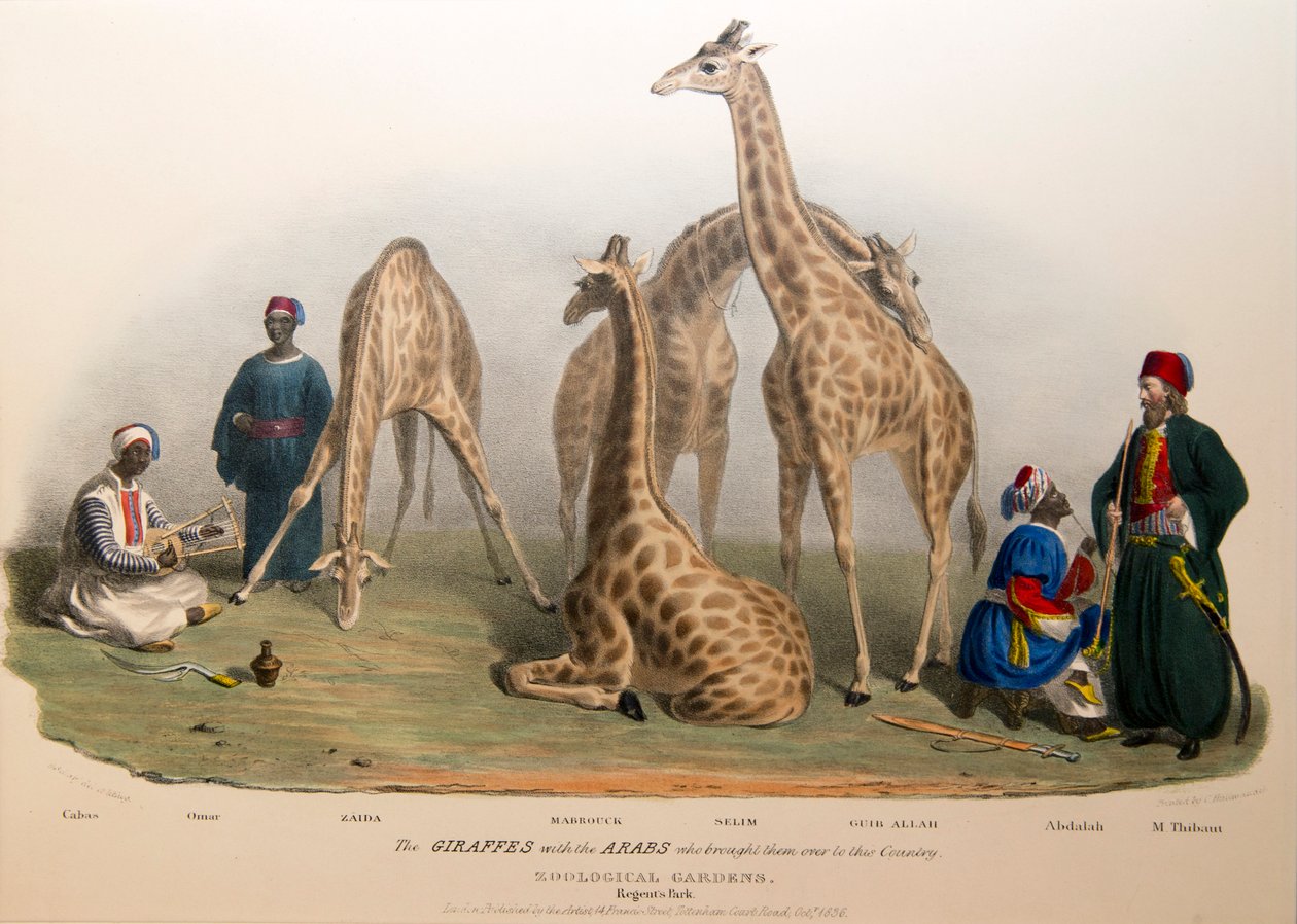 A zsiráfok az arabokkal, 1836 alkotó: George the Elder Scharf