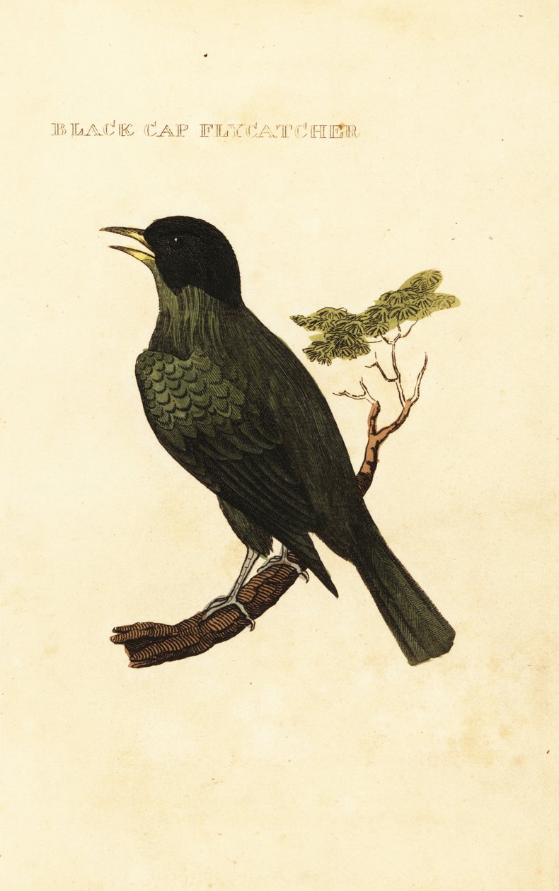 Fekete sapkás bulbó, Pycnonotus melanicterus alkotó: George (after) Edwards