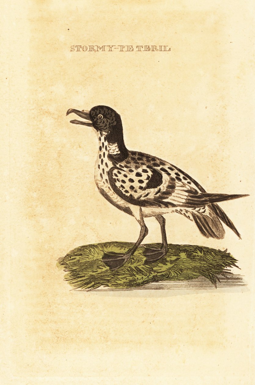 Cape petrel, Daption köpeny alkotó: George (after) Edwards