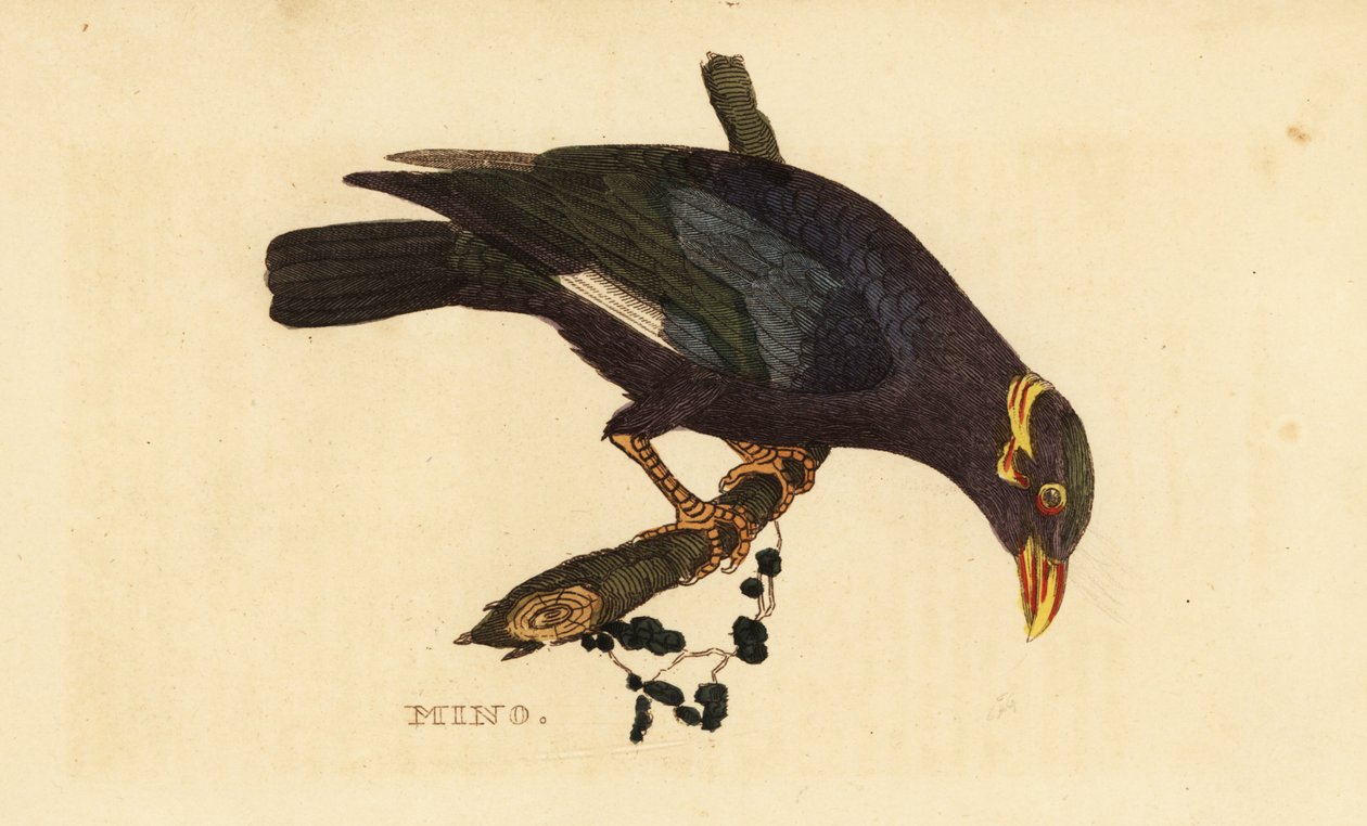 Galléros myna, Acridotheres albocinctus alkotó: George (after) Edwards