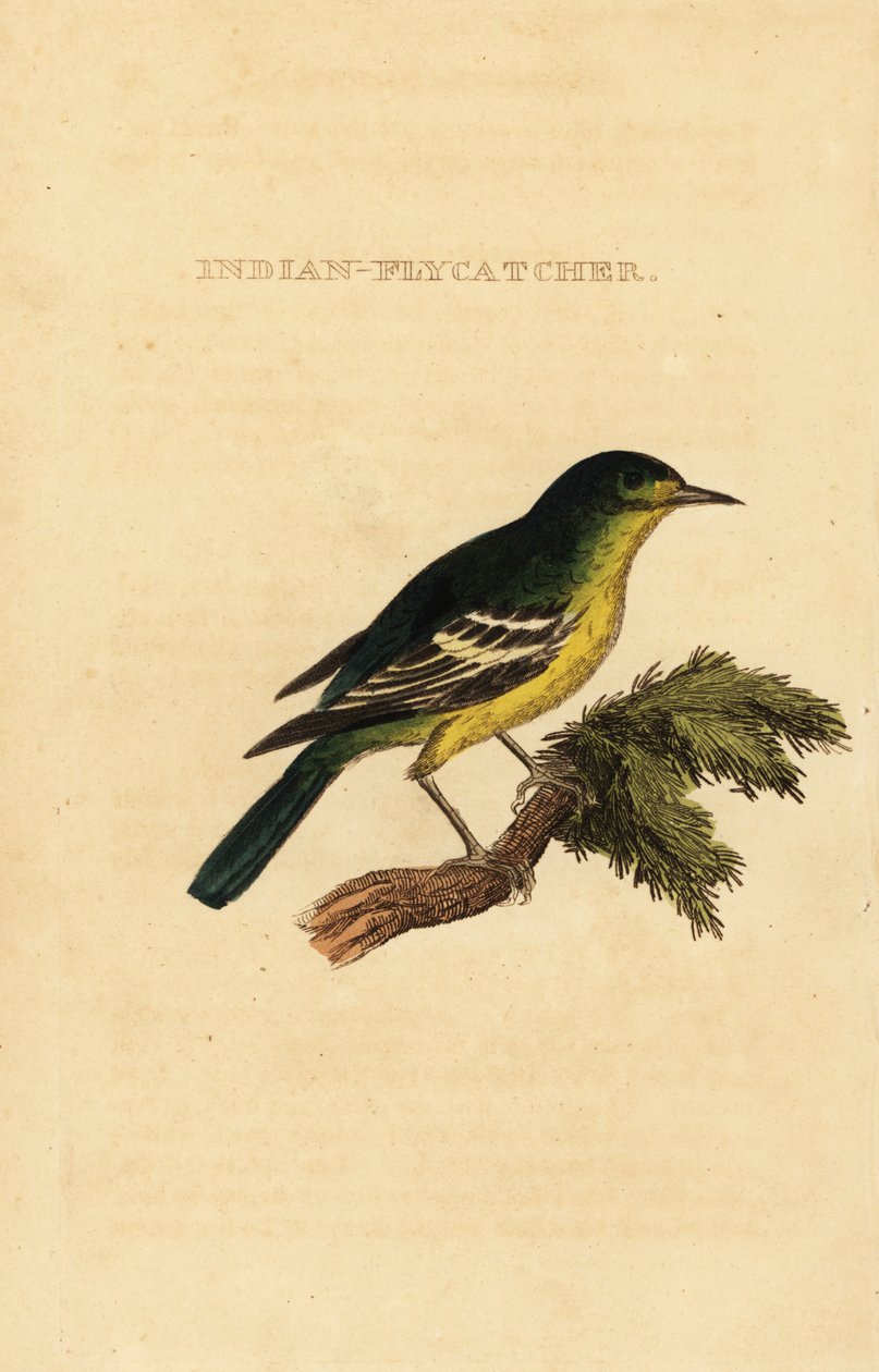 Zöldhátú légykapó, Ficedula elisae alkotó: George (after) Edwards
