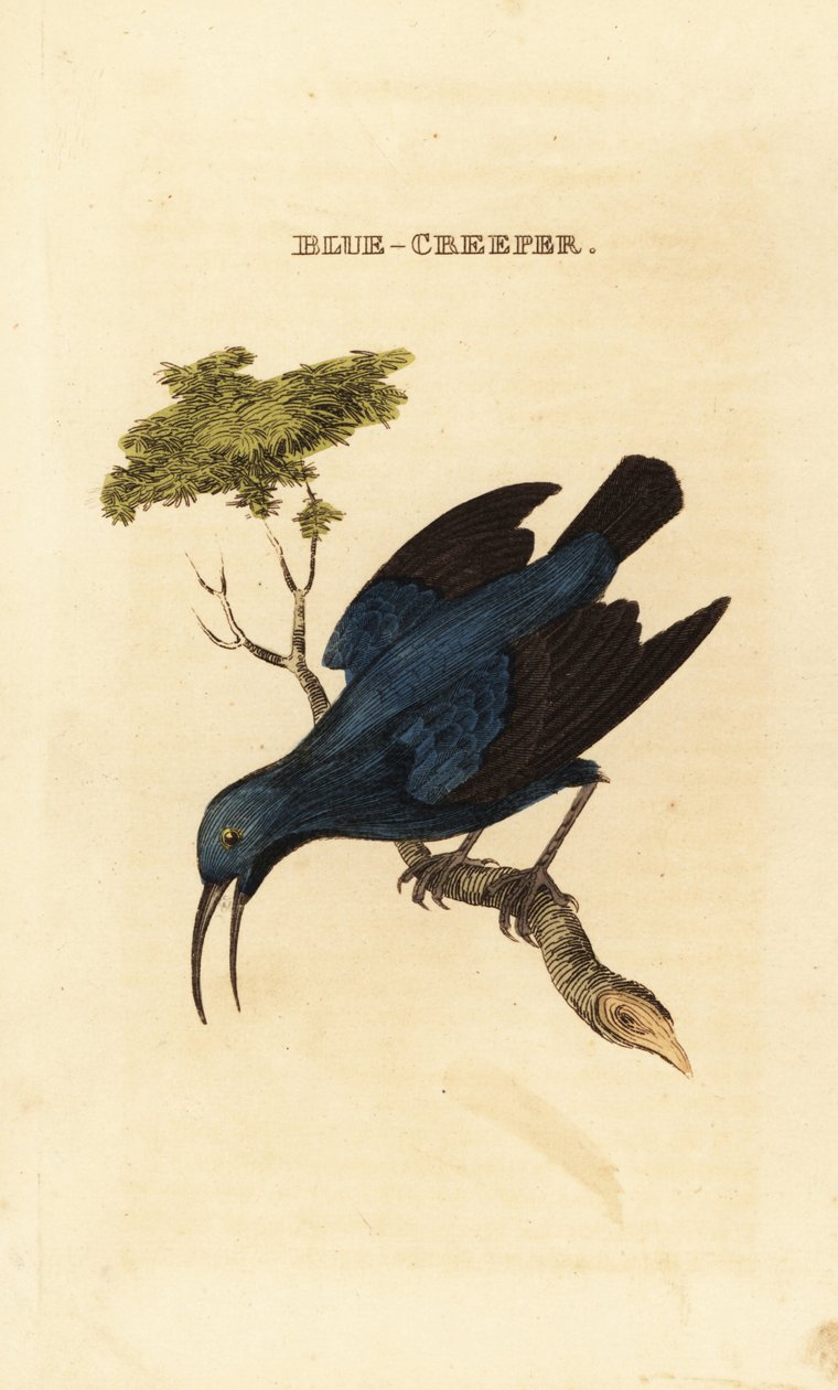 Lila mézkúszónövény, Cyanerpes caeruleus alkotó: George (after) Edwards
