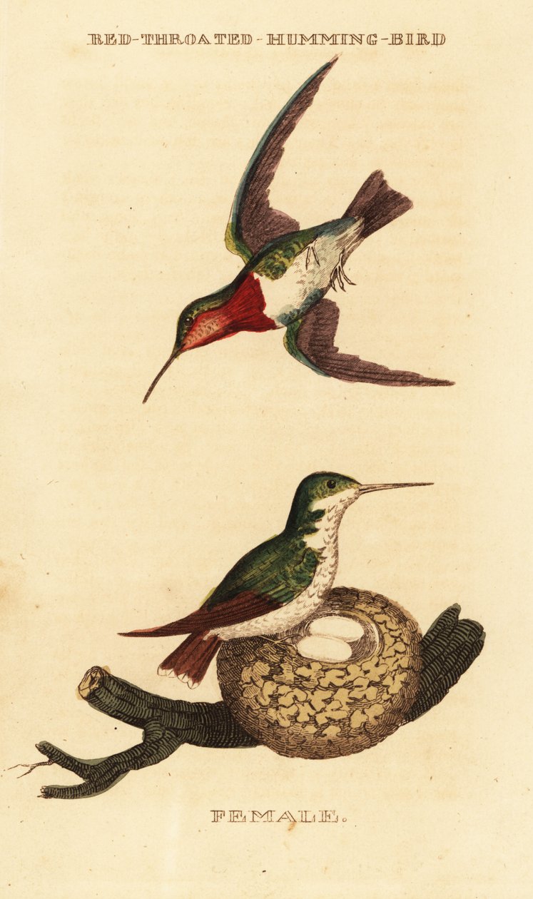 Rubintorkú kolibri, Archilochus colubris alkotó: George (after) Edwards
