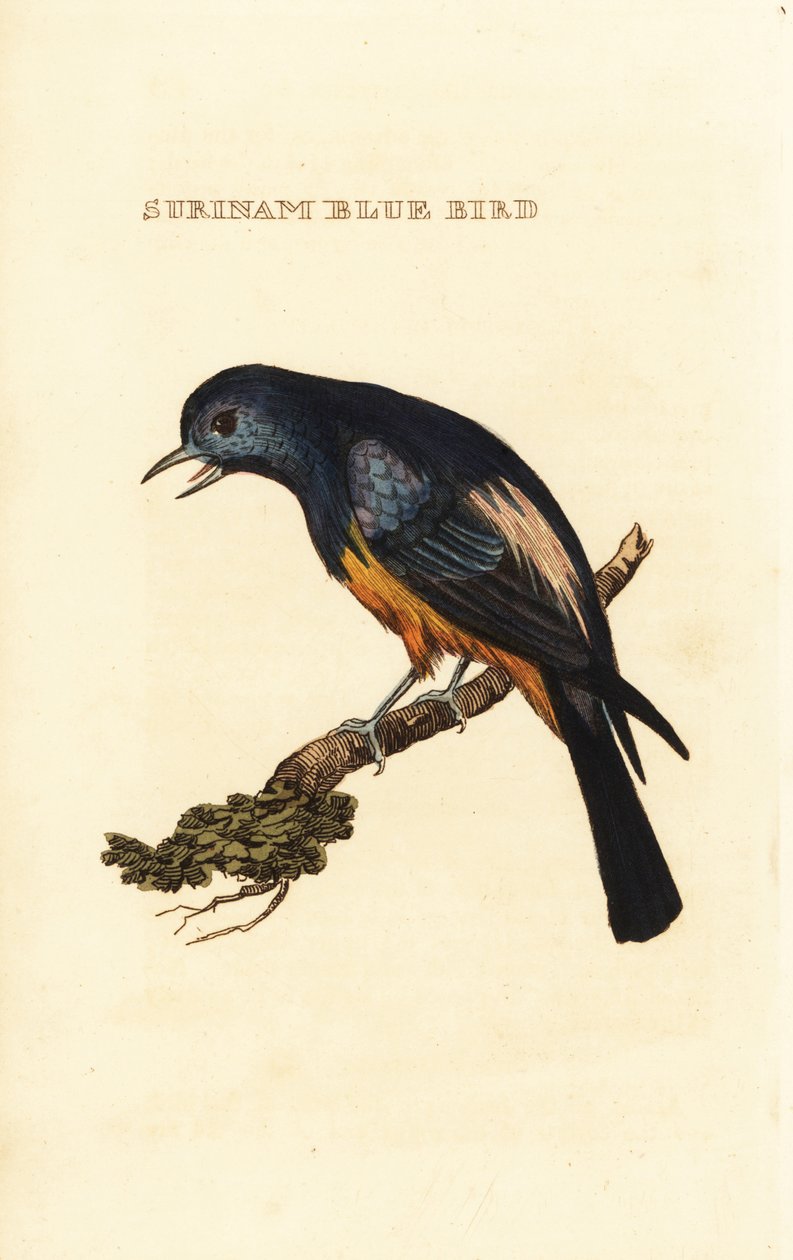 Ezüstmellű Tanager, Tangara Valley alkotó: George (after) Edwards