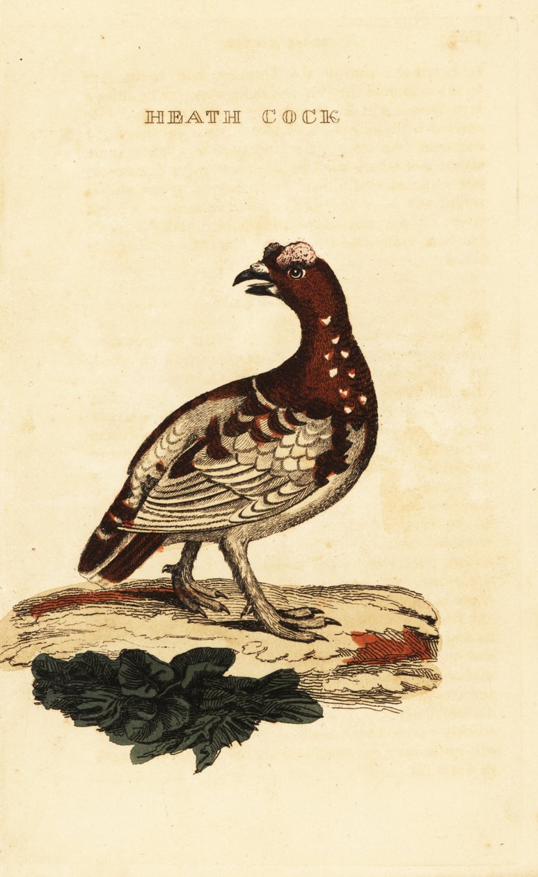 Lucfajd, Falcipennis canadensis canace alkotó: George (after) Edwards
