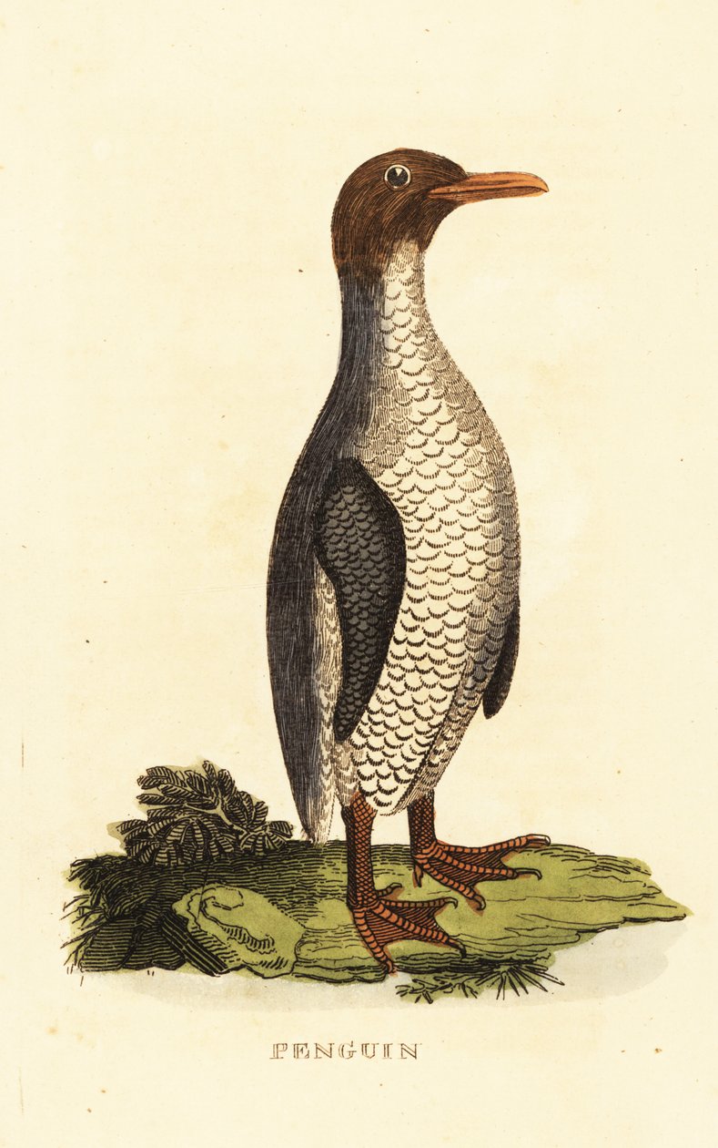 Ismeretlen pingvinfaj alkotó: George (after) Edwards