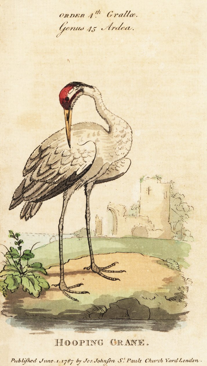 Szamárdaru, Grus americana alkotó: George (after) Edwards