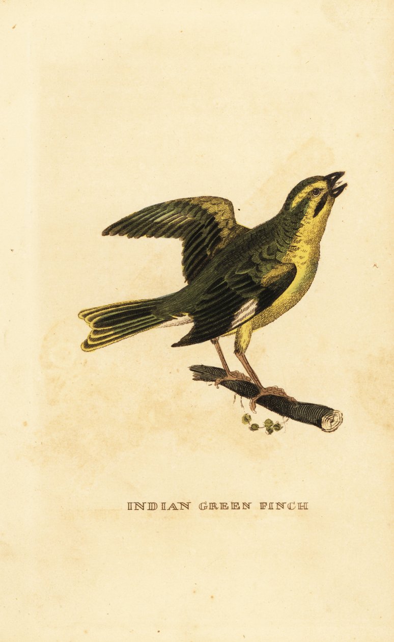 Sárgamellű zöldpinty, Chloris spinoides alkotó: George (after) Edwards