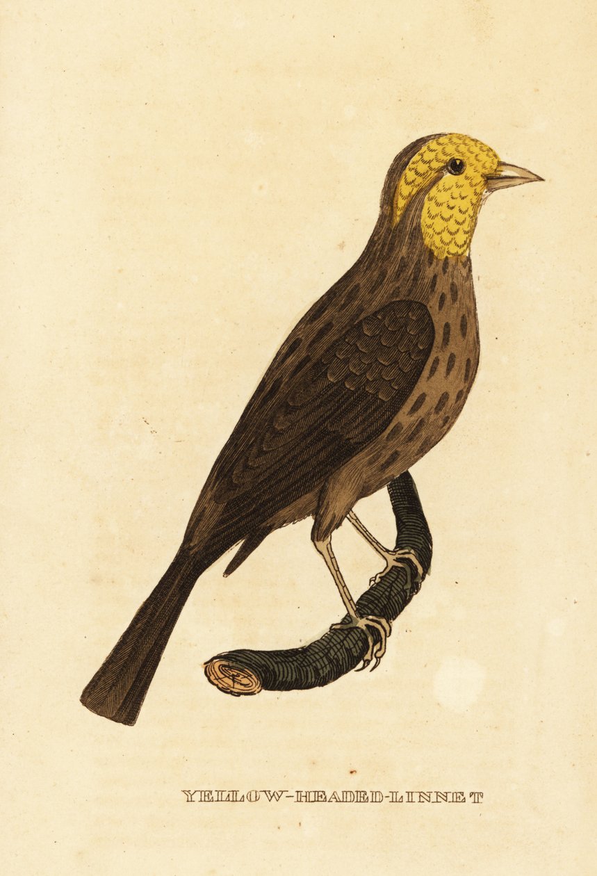 Sárga csőr, Pheucticus chrysopeplus alkotó: George (after) Edwards