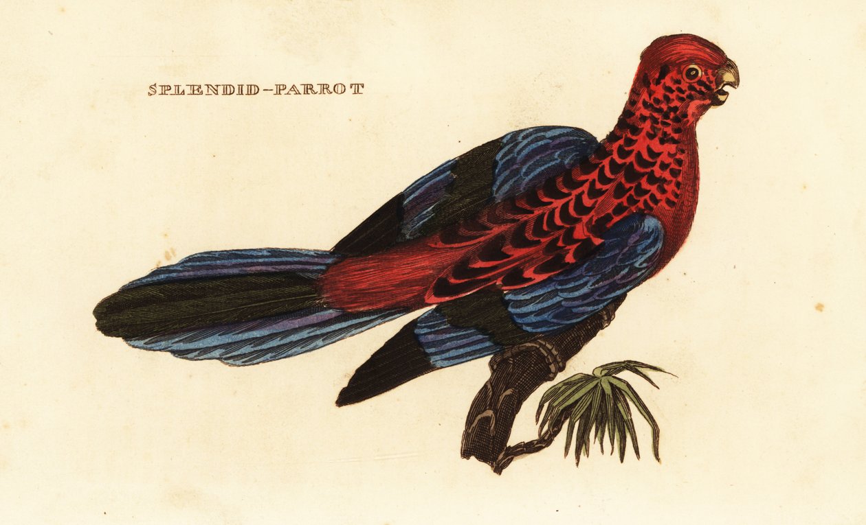Bíbor rosella, Platycercus elegans alkotó: George (after) Shaw