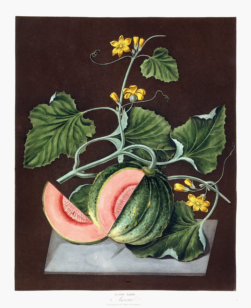 Tök, 1812 alkotó: George Brookshaw