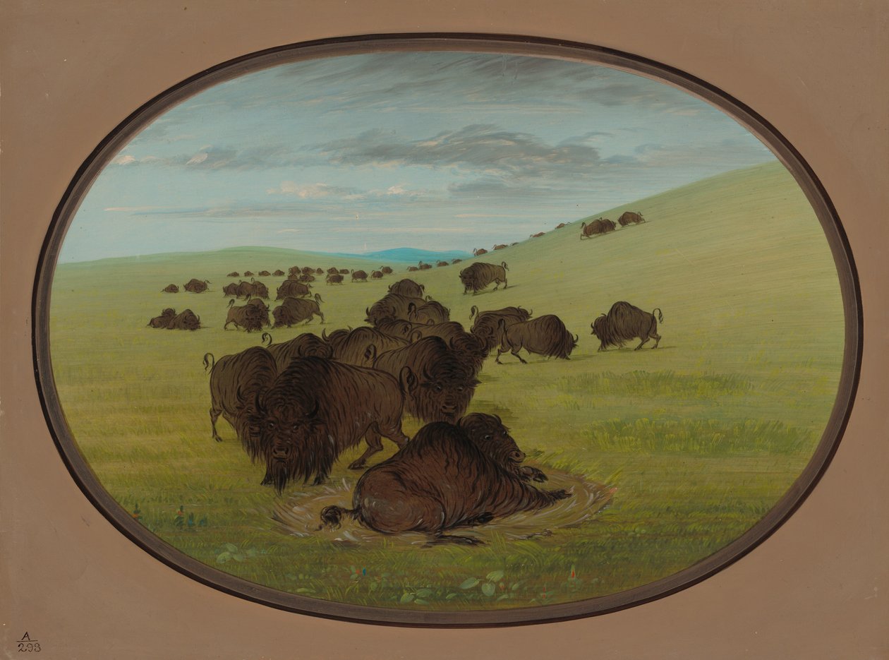 Bivalyfafa, 18611869. alkotó: George Catlin