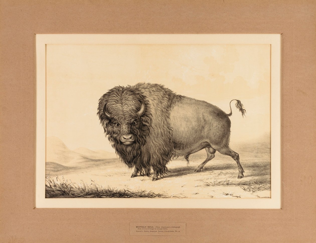 Buffalo Bull--no. 2 alkotó: George Catlin