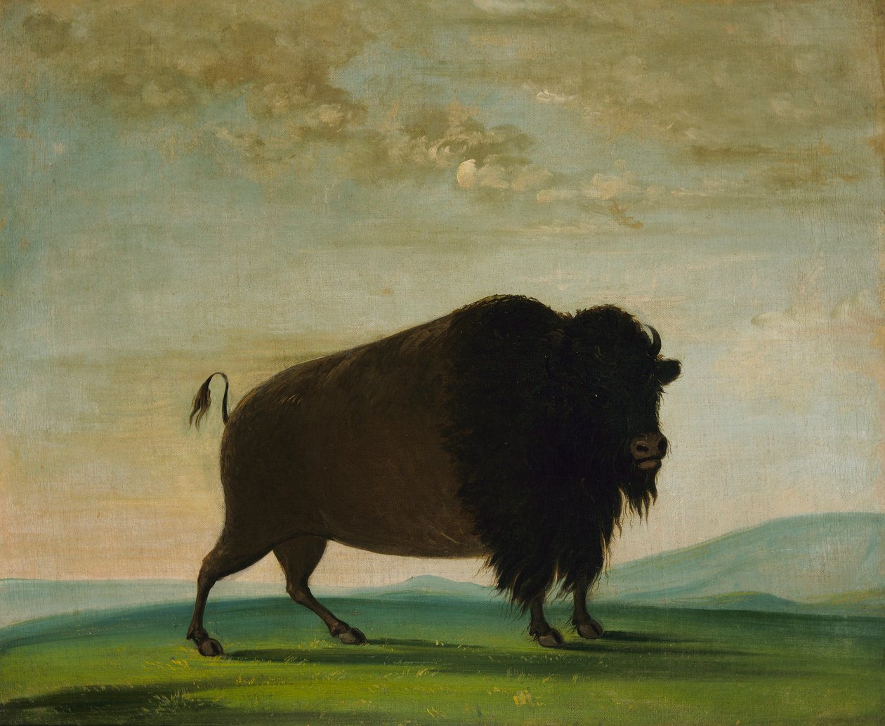 Bivalytehén, legelészés a prérin alkotó: George Catlin