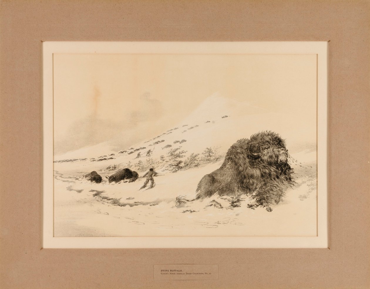 Haldokló bölény--no. 17 alkotó: George Catlin
