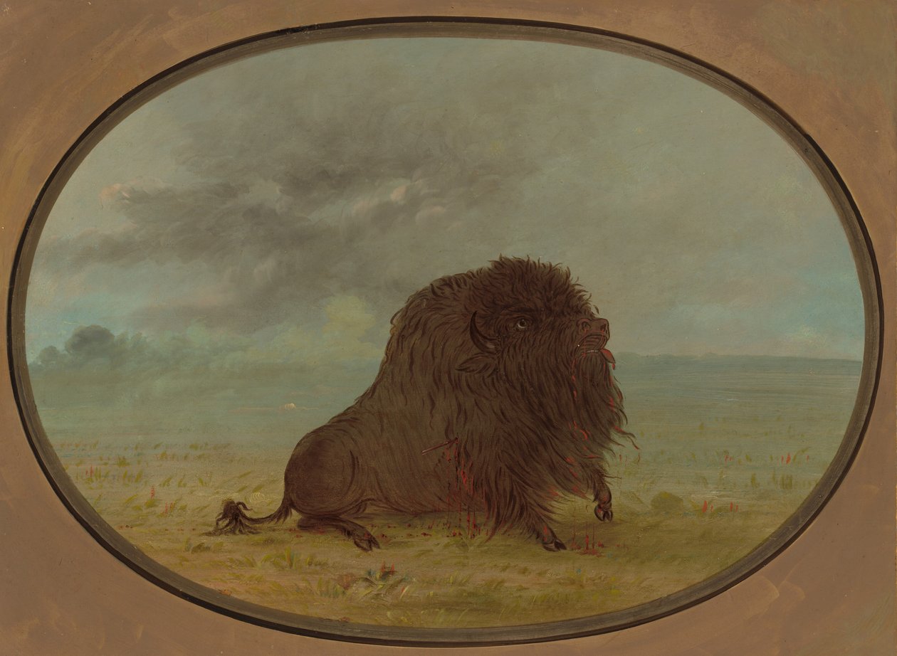 Dying Buffalo Bull, 18611869. alkotó: George Catlin