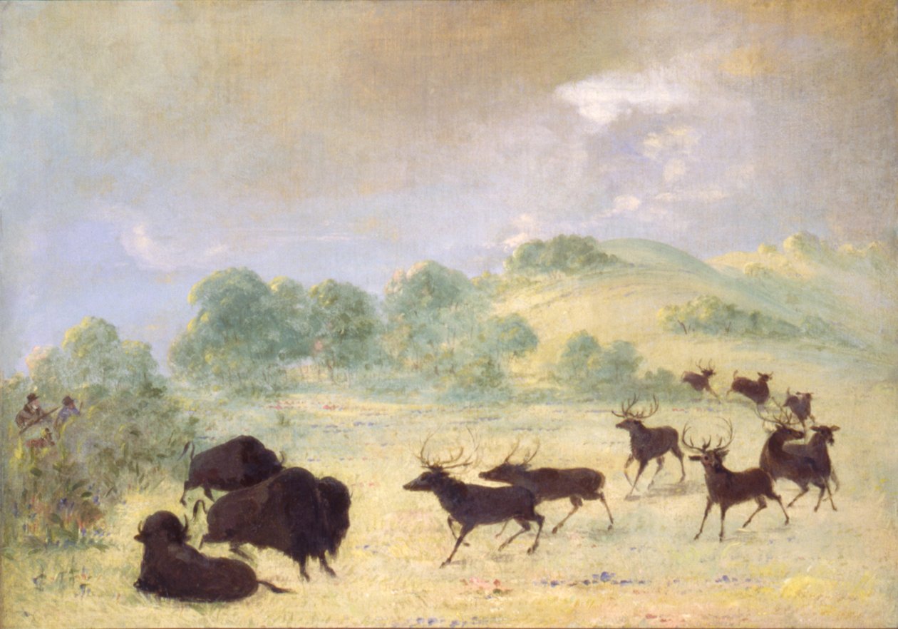 Elk és bölény ismerkedés, Texas alkotó: George Catlin