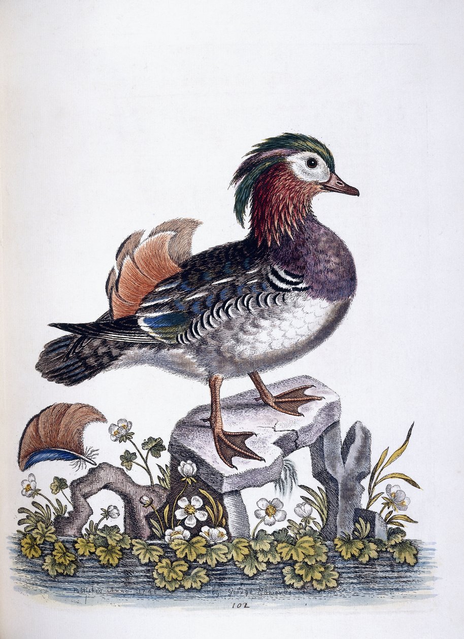 Kínai kékeszöld, 1746 alkotó: George Edwards