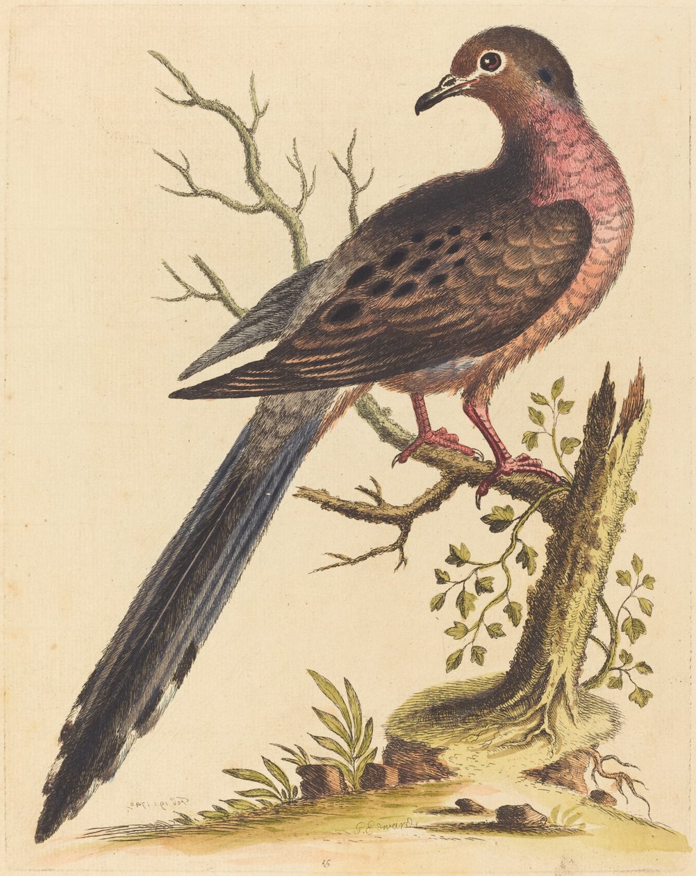 Amerikai Fedoa pectore ruso, 1740. alkotó: George Edwards