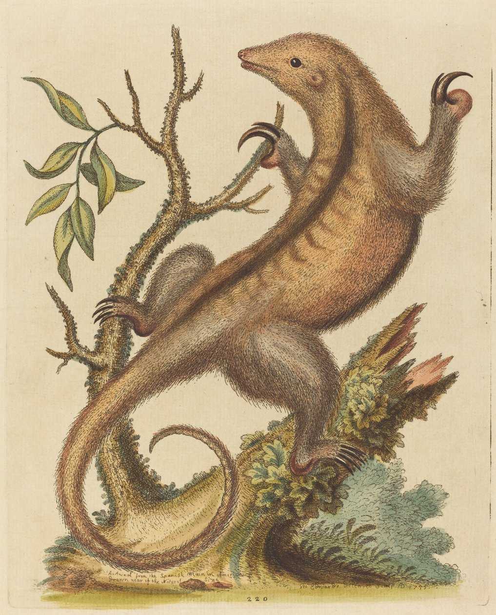 Pigmeus hangyász, 1755. alkotó: George Edwards