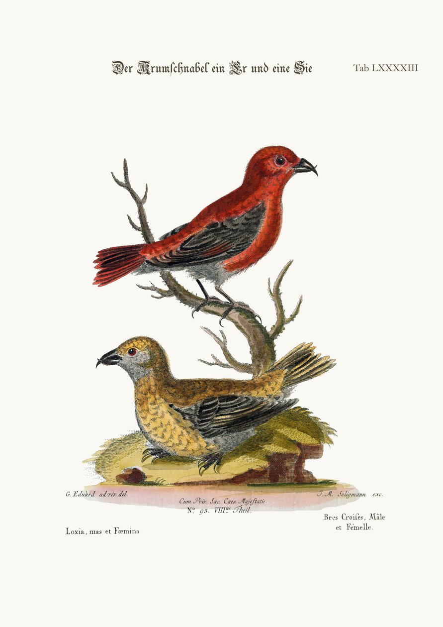 A keresztcsőrűek, a kakas és a tyúk, 1749-73 alkotó: George Edwards