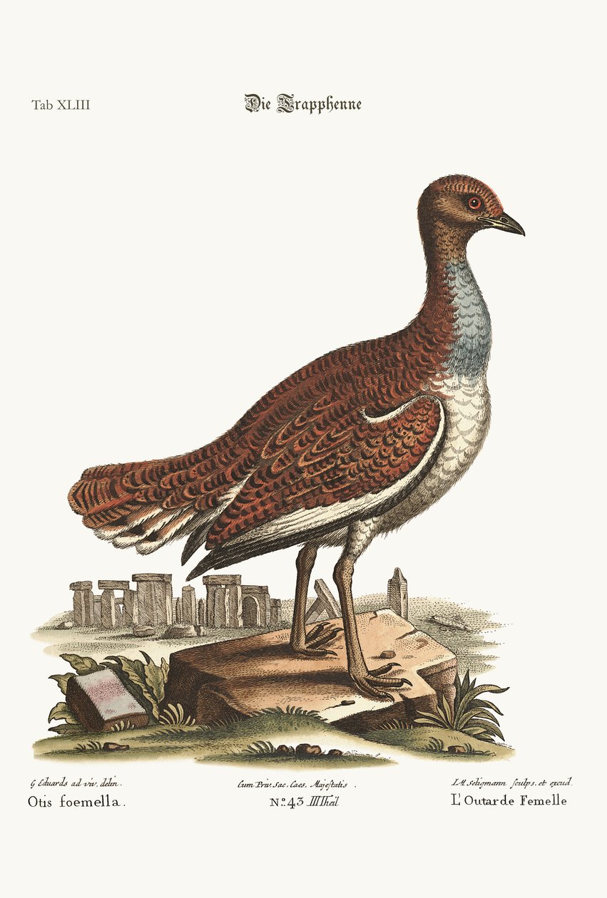 A tyúktúzok, 1749-73 alkotó: George Edwards