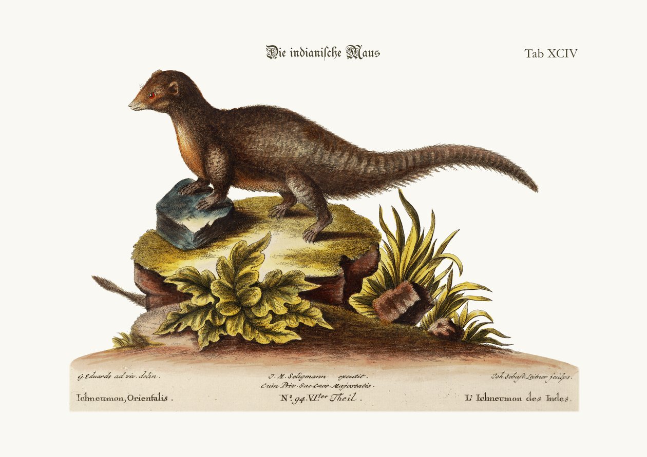 Az indiai Ichneumon, 1749-73 alkotó: George Edwards