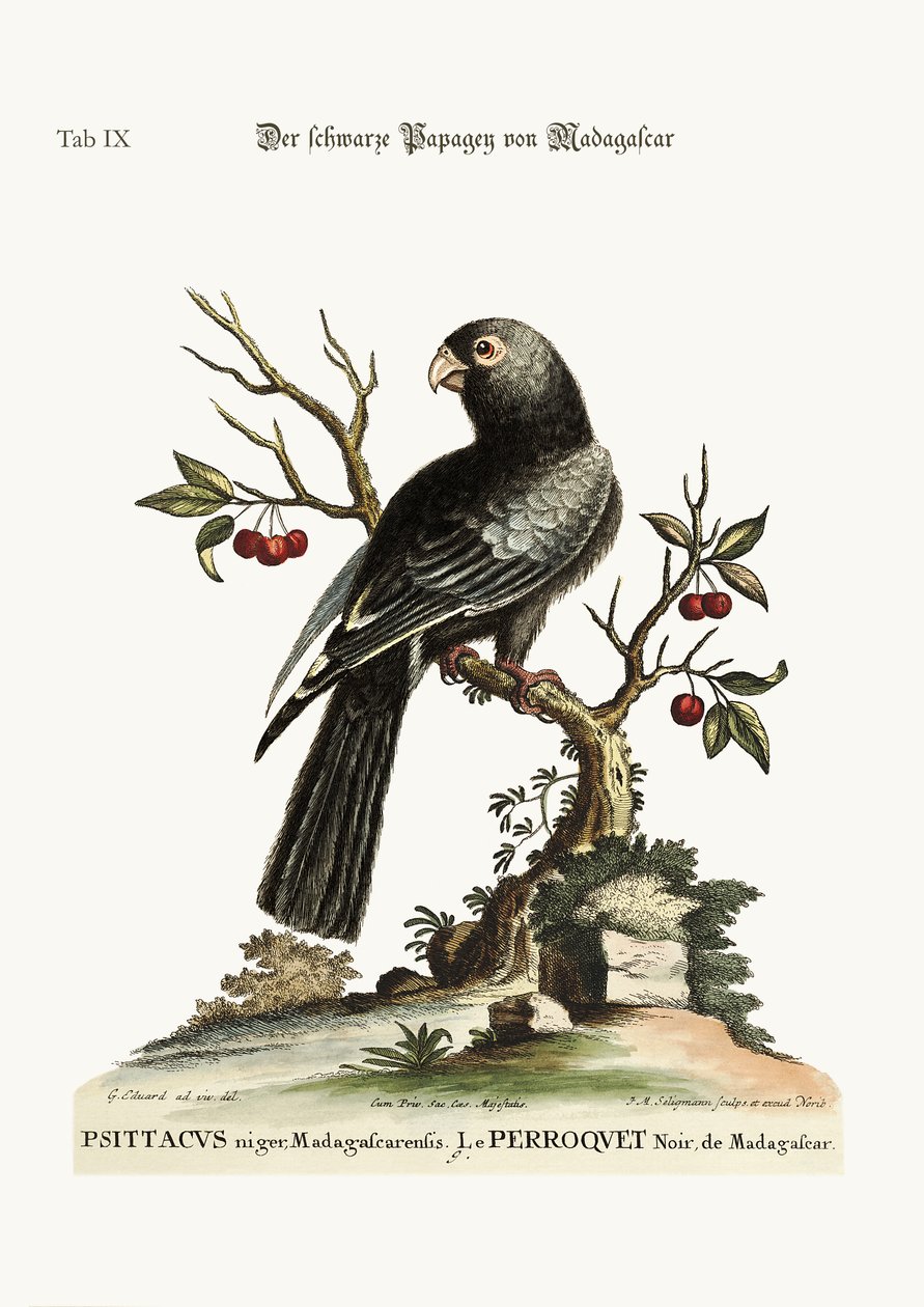 A fekete papagáj Madagaszkárról, 1749-73 alkotó: George Edwards