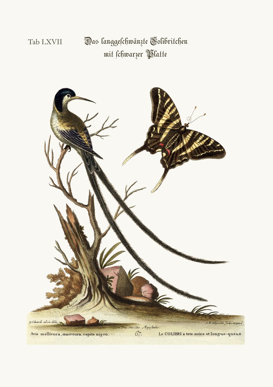 A hosszú farkú fekete sapkás kolibri, 1749-73 alkotó: George Edwards
