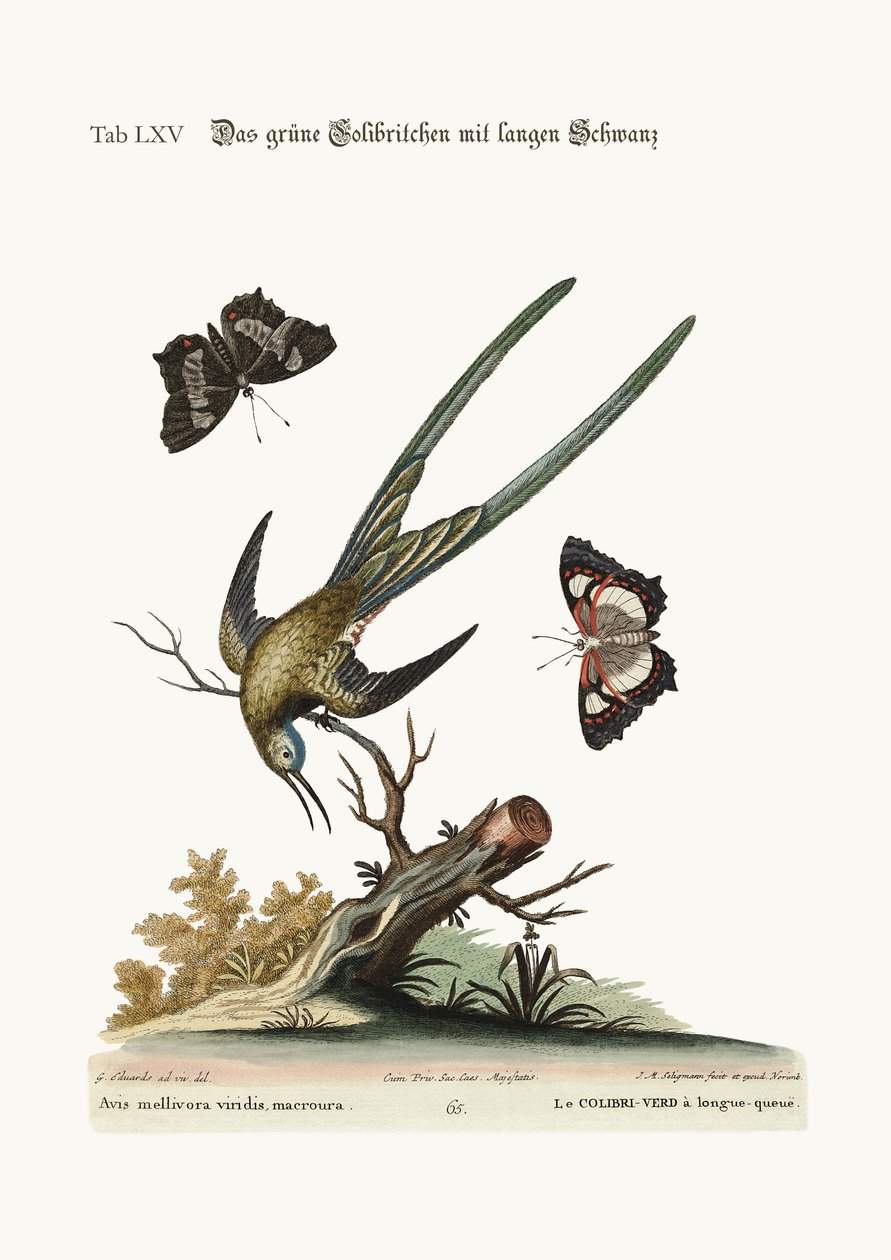 A hosszúfarkú zöld kolibri, 1749-73 alkotó: George Edwards