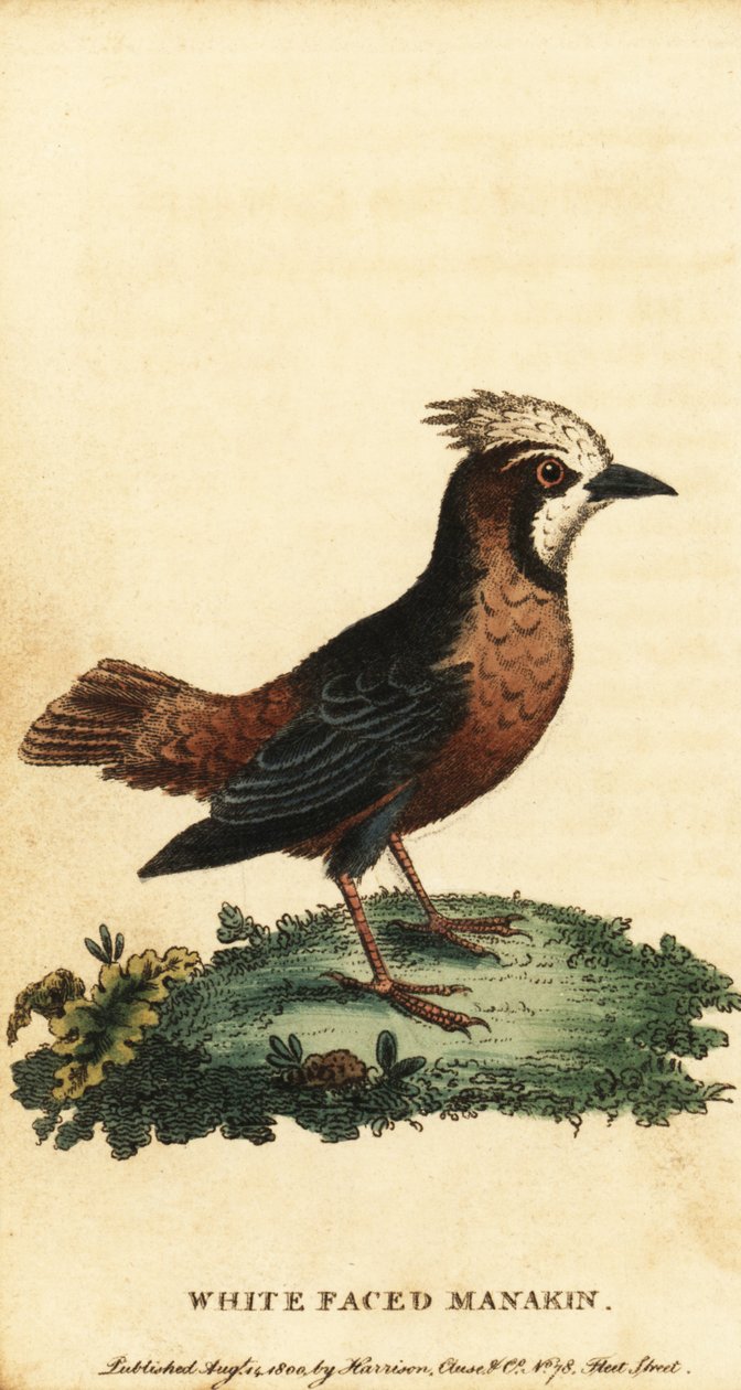Fehér tollazatú hangyamadár, Pithys albifrons., 1800 (metszet) alkotó: George Edwards