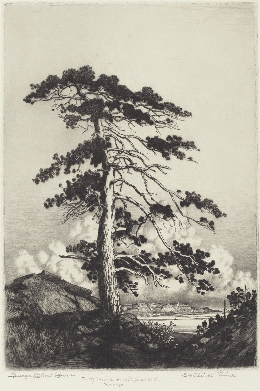 Sentinel Pine alkotó: George Elbert Burr