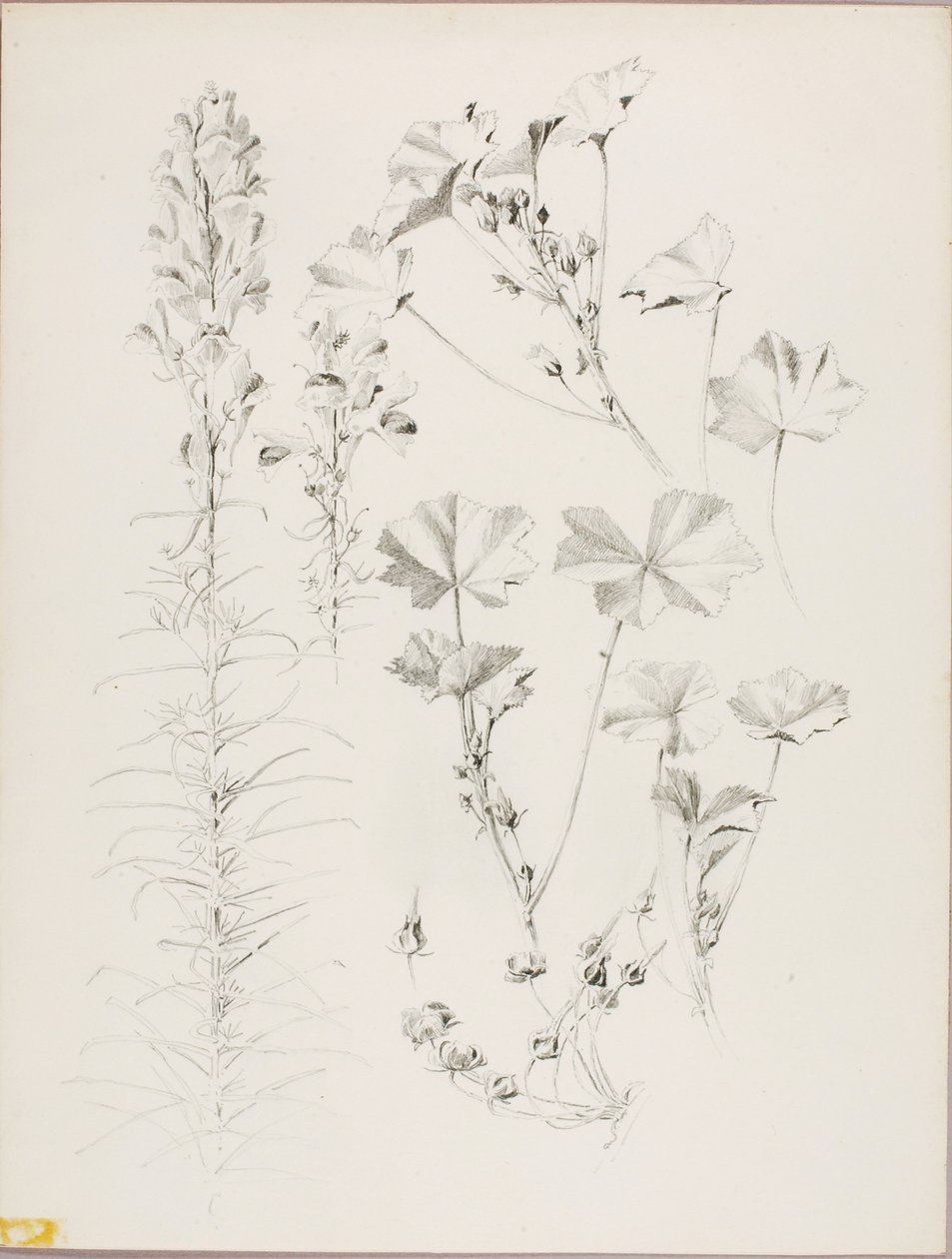 Cím nélkül (Botanikai tanulmány) alkotó: George Elbert Burr