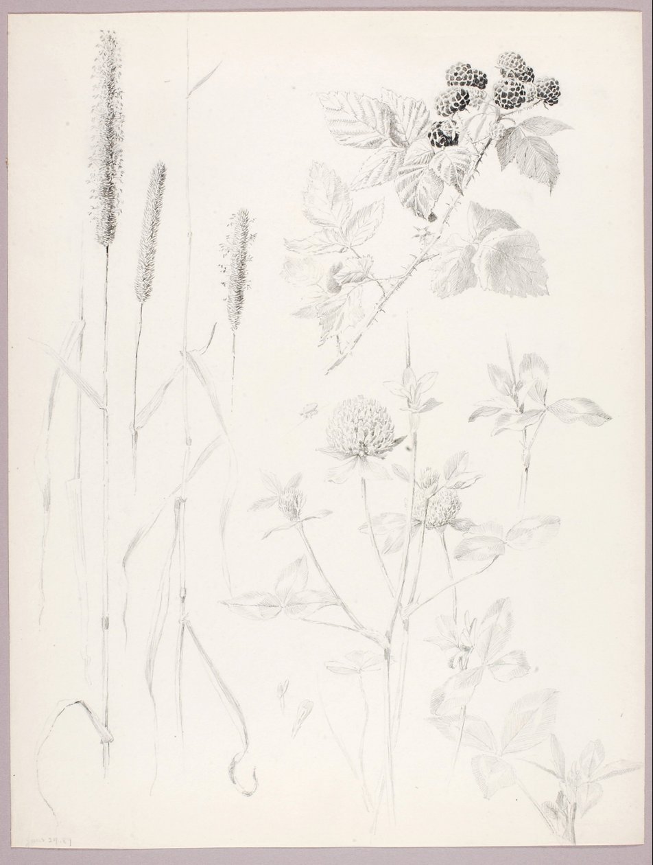 Cím nélkül (Cattails, lóhere és szeder) alkotó: George Elbert Burr