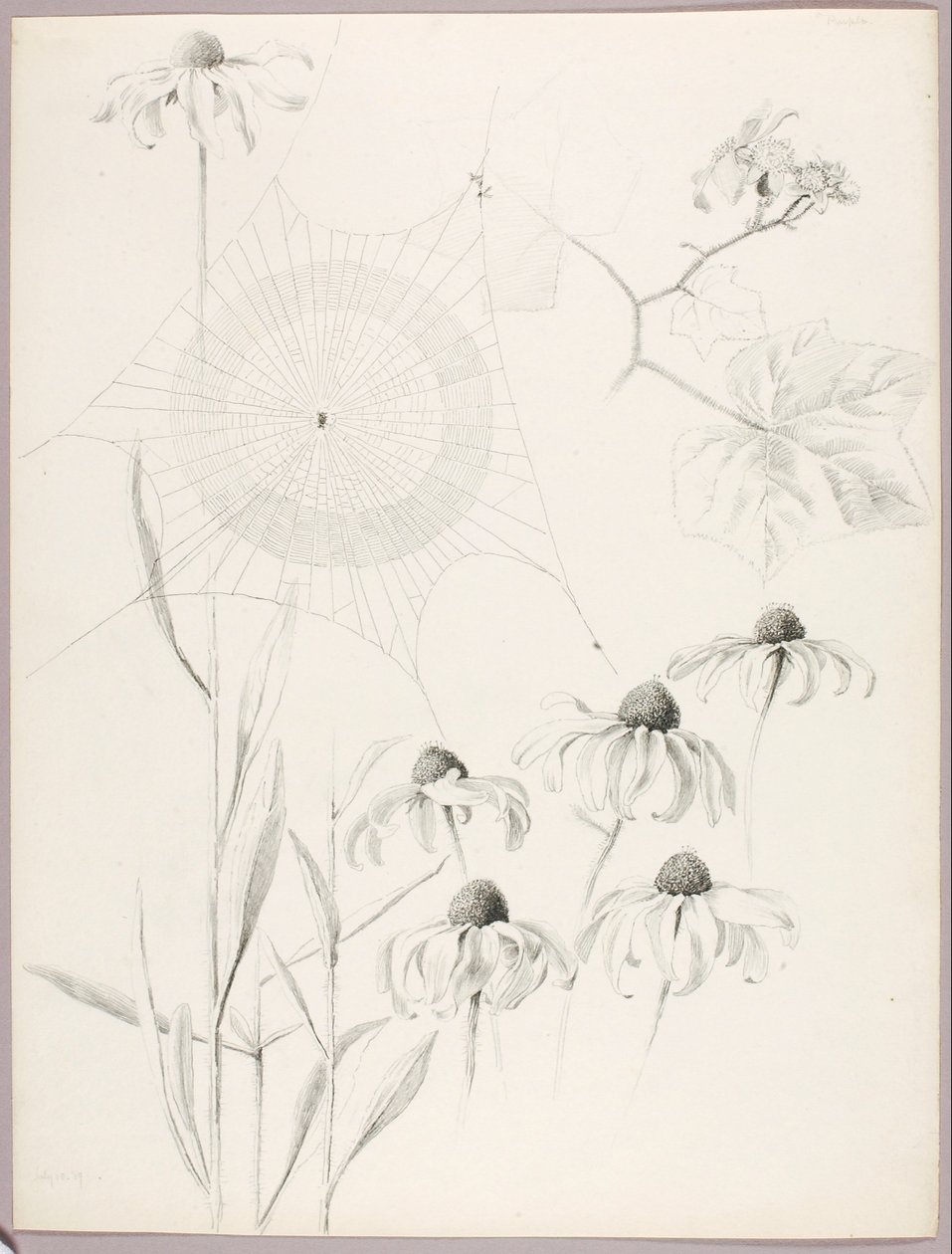 Cím nélkül (Pókháló és margaréták) alkotó: George Elbert Burr