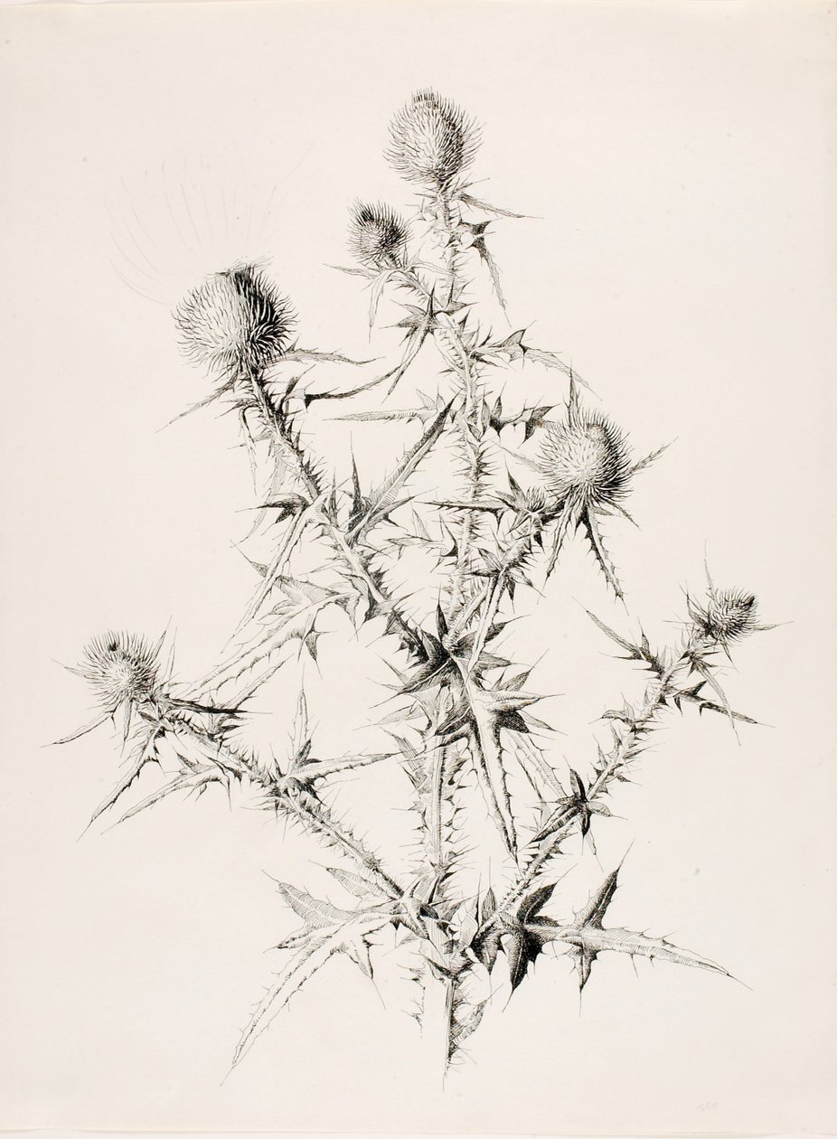 Cím nélkül (Thistle) alkotó: George Elbert Burr