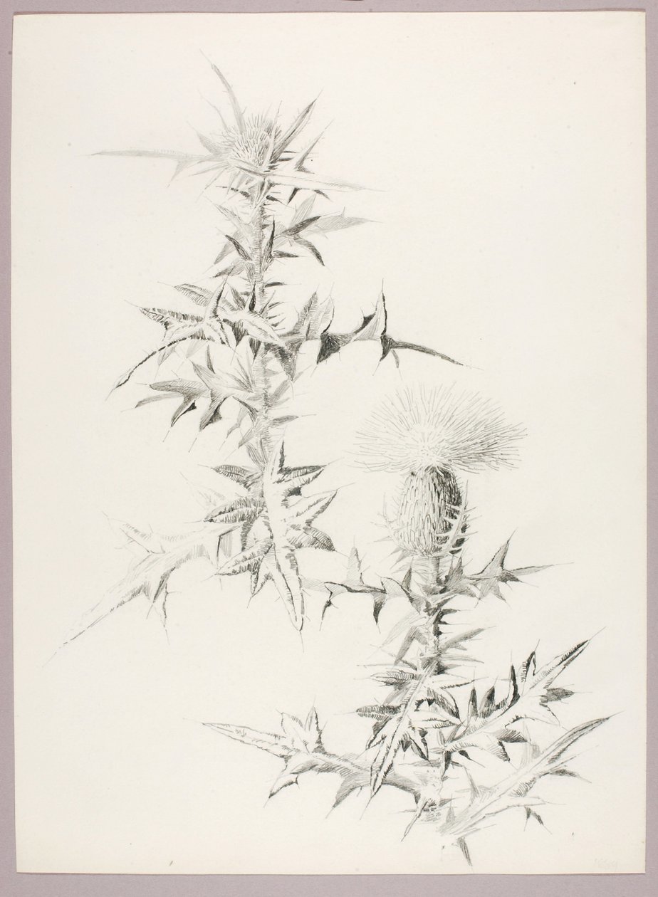 Cím nélkül (Thistle) alkotó: George Elbert Burr