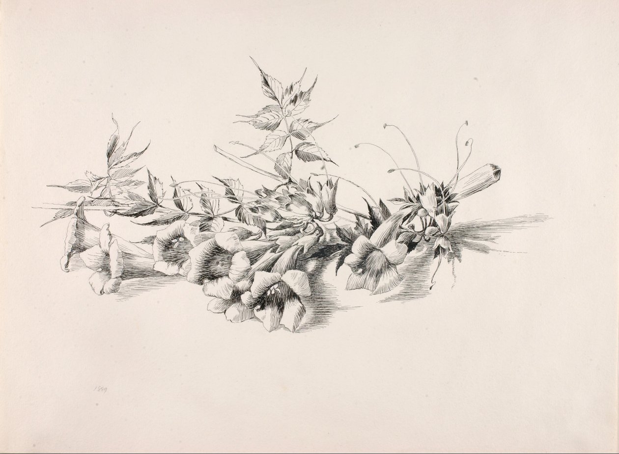 Cím nélkül (Trombitaszőlő, Campsis Radicans) alkotó: George Elbert Burr