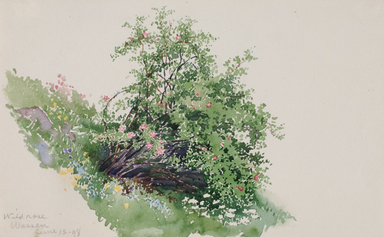Vadrózsa, Mosás, 1898. alkotó: George Elbert Burr