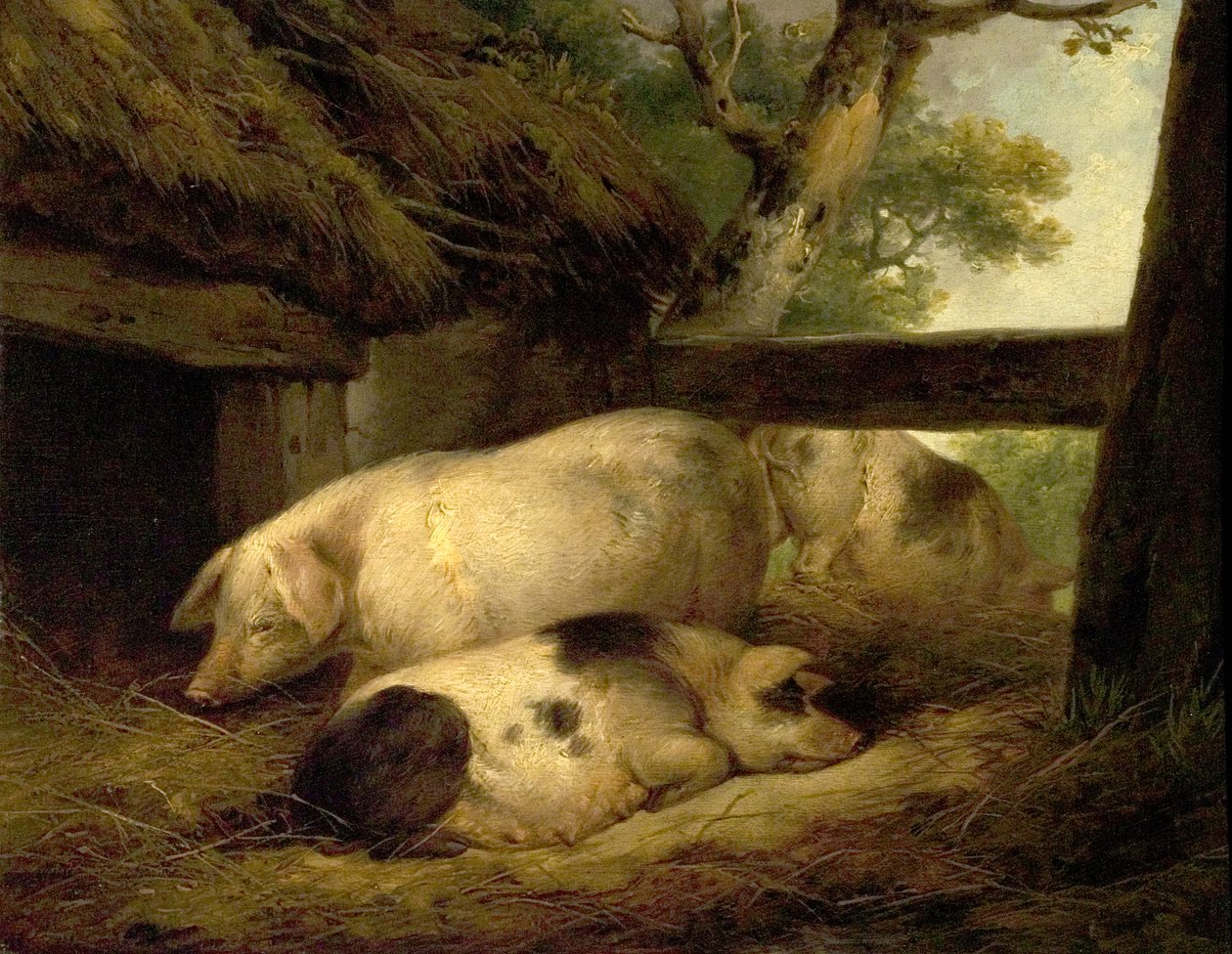 Sertéstanulmány alkotó: George Morland