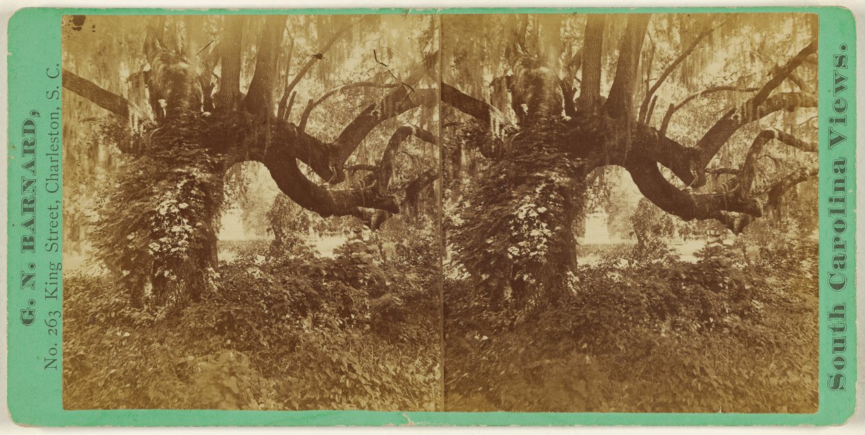 [Élő tölgyek, Magnolia temető] alkotó: George N. Barnard