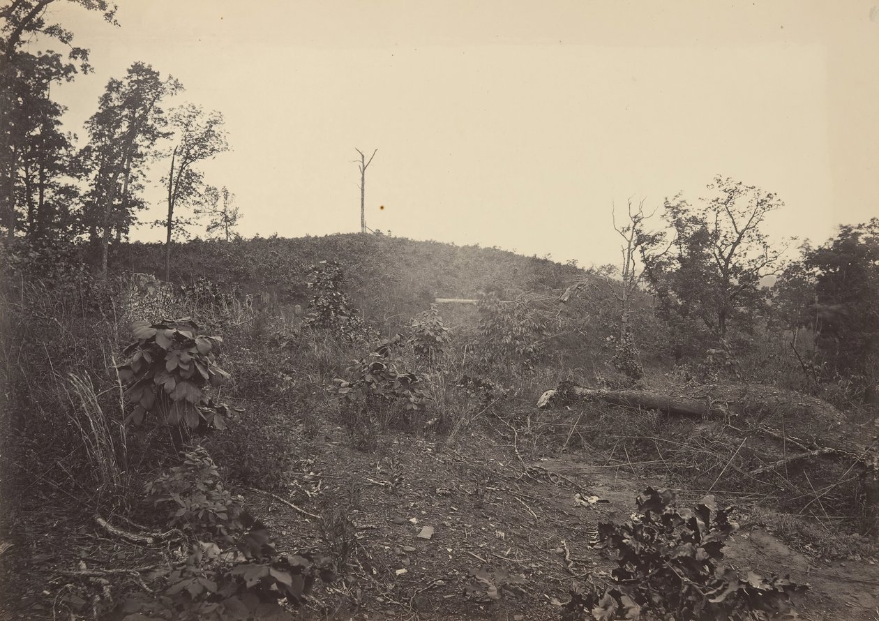 Fenyő-hegy, 1860-as évek. alkotó: George N. Barnard
