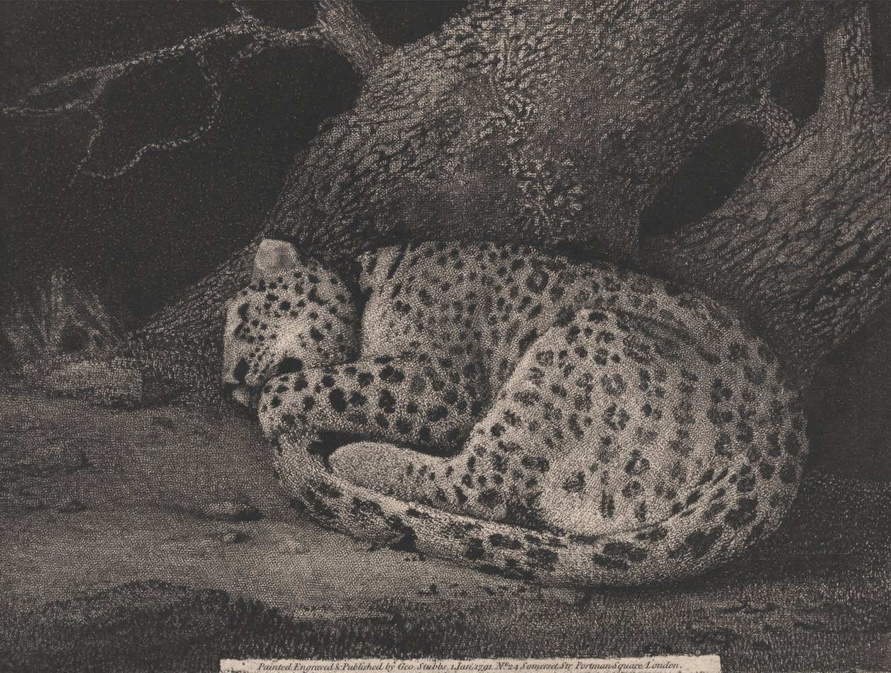 Egy alvó leopárd alkotó: George Stubbs