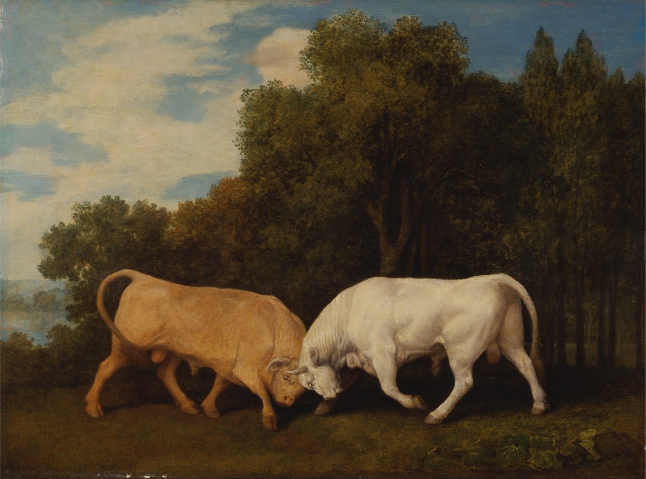 Bulls Fighting alkotó: George Stubbs