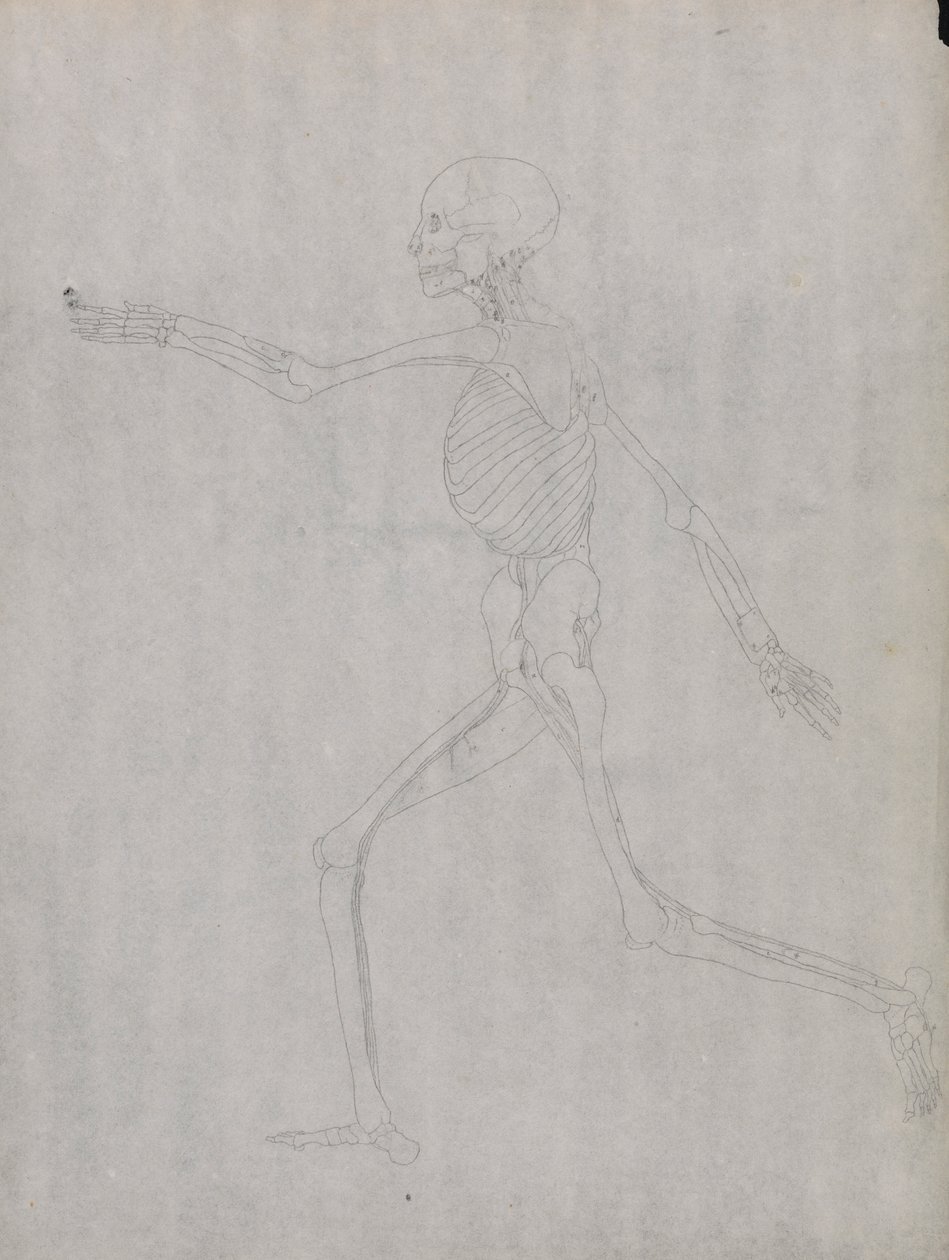 Emberalak, Oldalnézet alkotó: George Stubbs